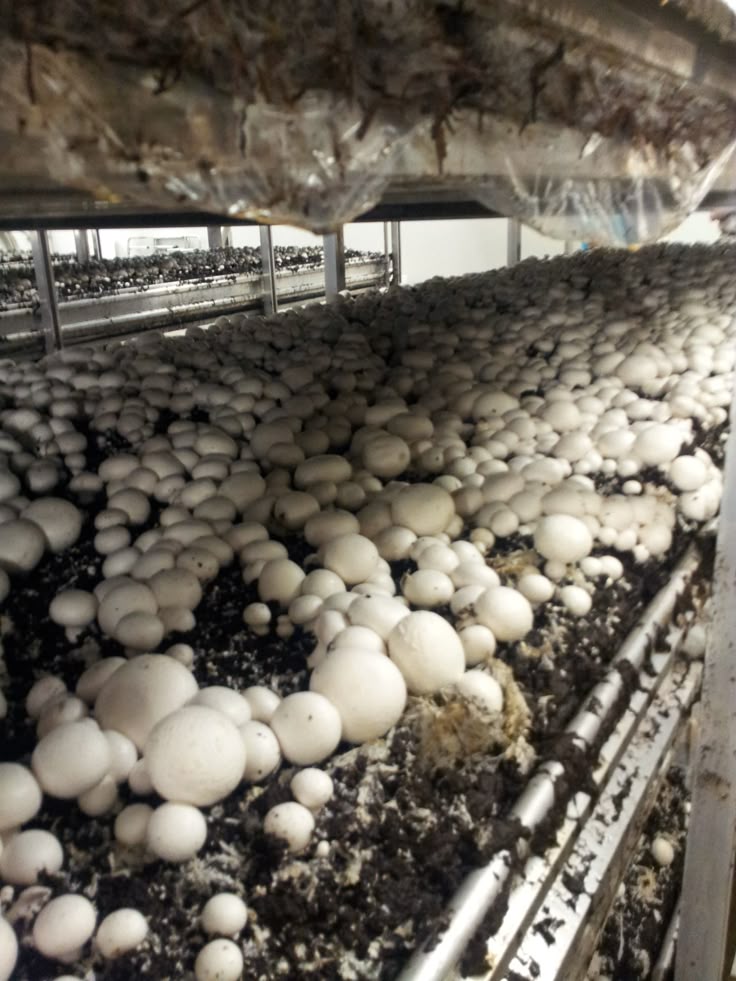 Vermiculite for agriculture and insulation Kenya