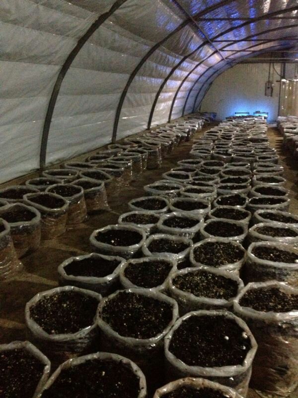 Agricultural vermiculite mixed with garden soil Kenya