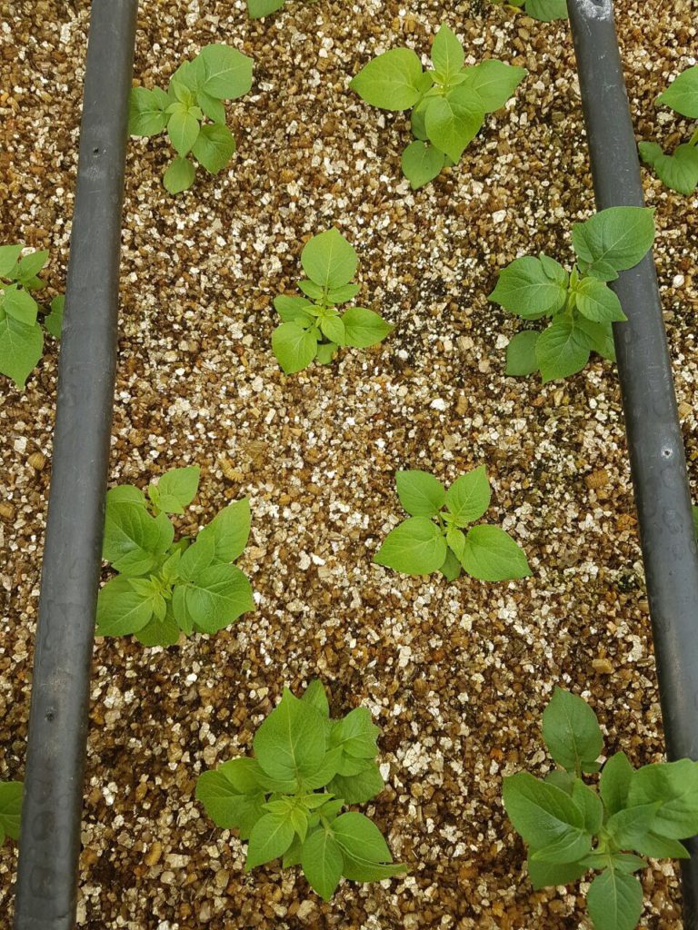 vermiculite for hydroponics in Kenya seed starting