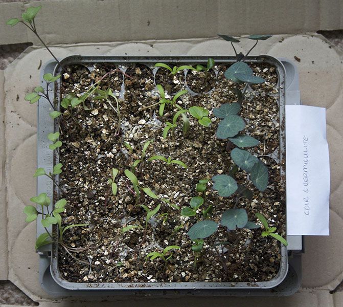 Vermiculite for moisture retention Kenya