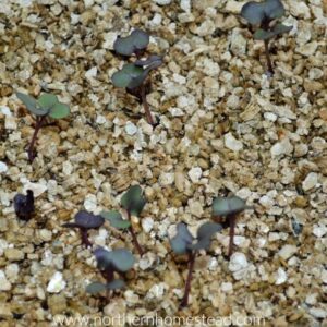 vermiculite mixed into soil for moisture retention